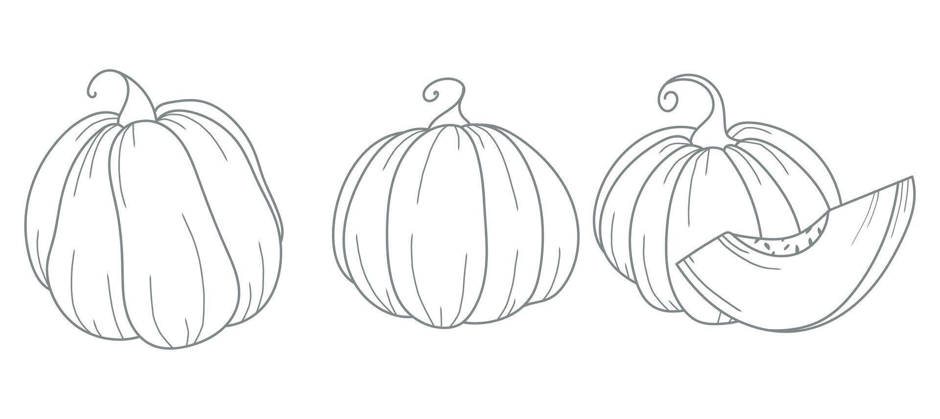 Pumpkins outline isolated on white. Pumpkins line art ilustration. Fall Pumpkins Hand Drawn. Fall Coloring Page. Thanksgiving graphics vector
