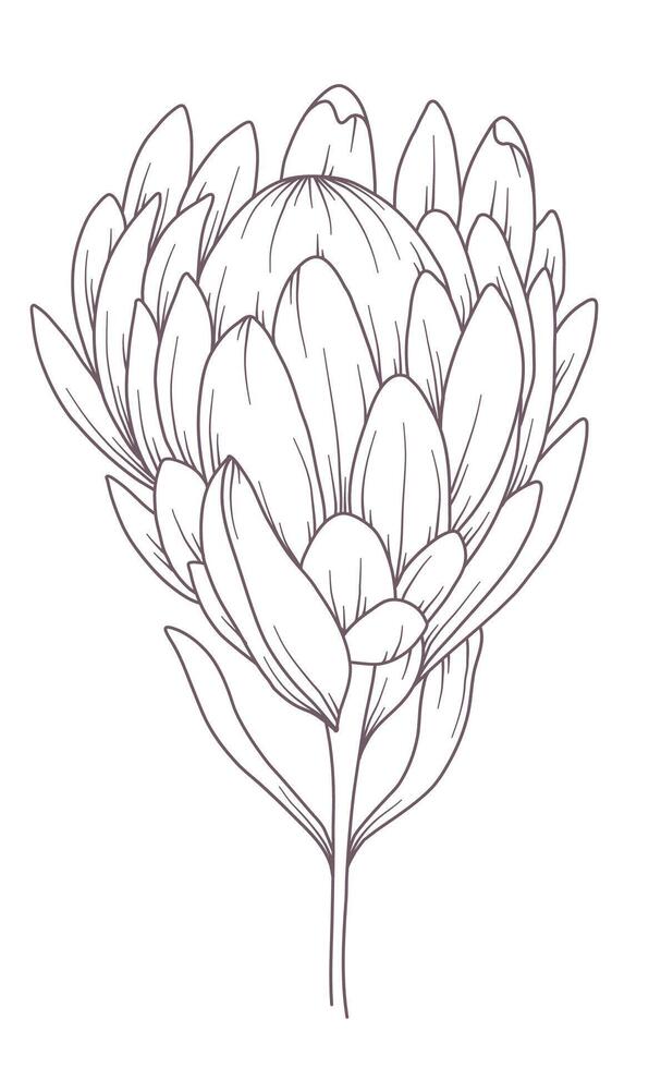 Protea Outline. Line Art Tropical Plants. Floral Line Art. Flower Coloring Page. Fine Line Tropical Greenery illustration. Hand Drawn flowers. Tropical Wedding invitation flowers vector