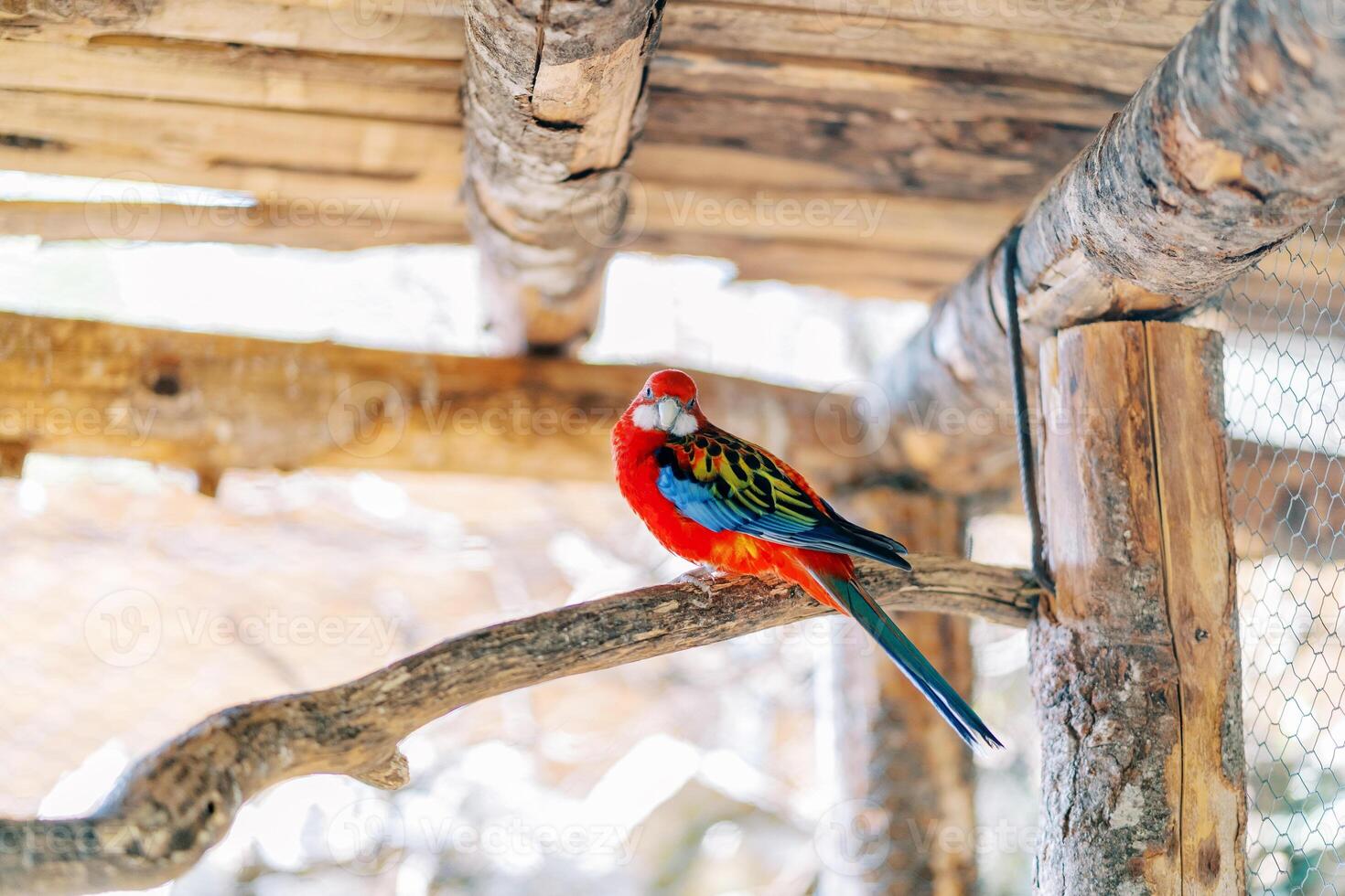 Red rosella parrot sits on a perch in a cage photo