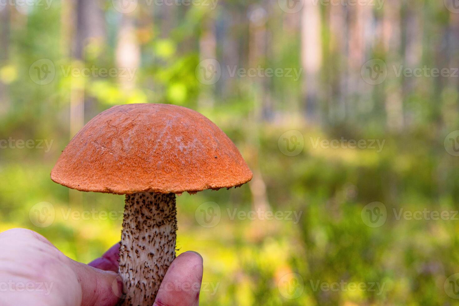 Hand holding an orange capped boletus mushroom freshly foraged from the wild forest. Closeup of an Leccinum fungi picked in the wild. Southern Finland, Hamina, Kymenlaakso. photo