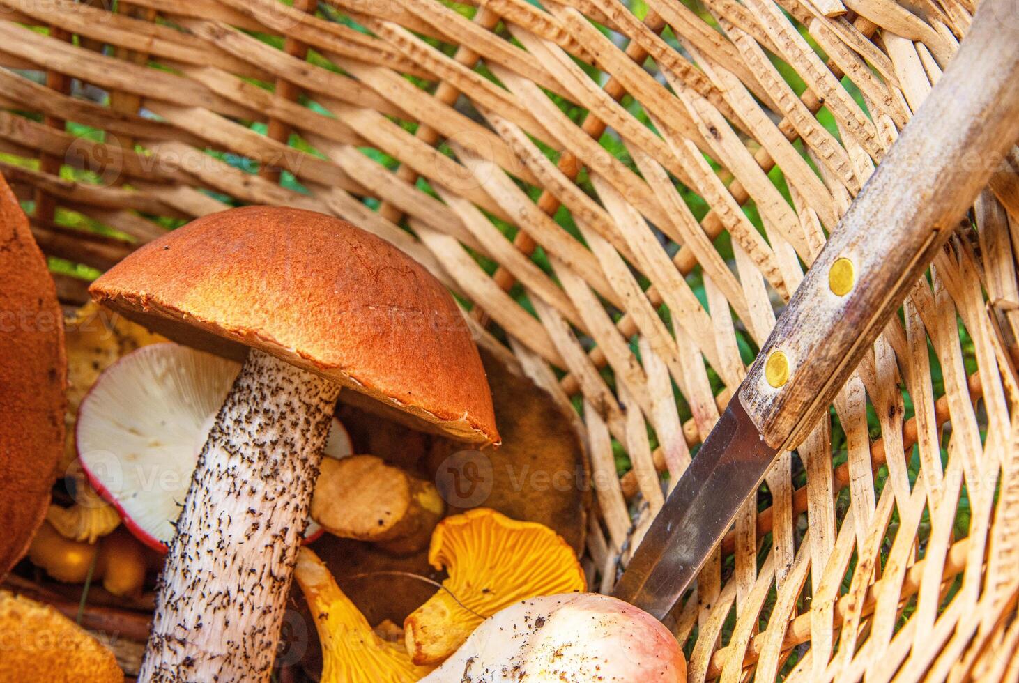 Closeup of a hand putting freshly picked wild forest orange-capped boletus and chanterelles mushrooms into a wicker basket. Southern Finland, Hamina, Kymenlaakso. photo