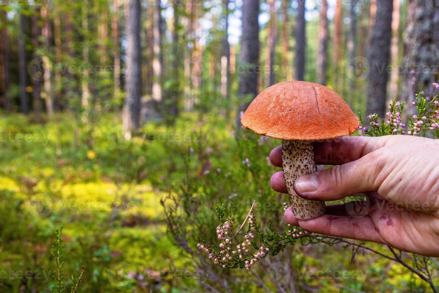 Hand holding an orange capped boletus mushroom freshly foraged from the wild forest. Closeup of an Leccinum fungi picked in the wild. Southern Finland, Hamina, Kymenlaakso. photo
