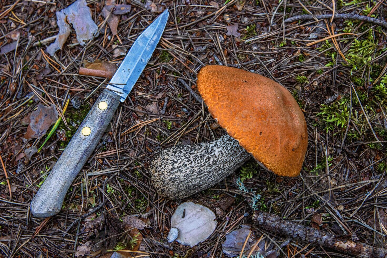 Freshly picked Wild Mushrooms. Leccinum fungi cut with the knife. Closeup of an orange capped boletus picked in the wild laying on the ground. Southern Finland, Hamina, Kymenlaakso. photo