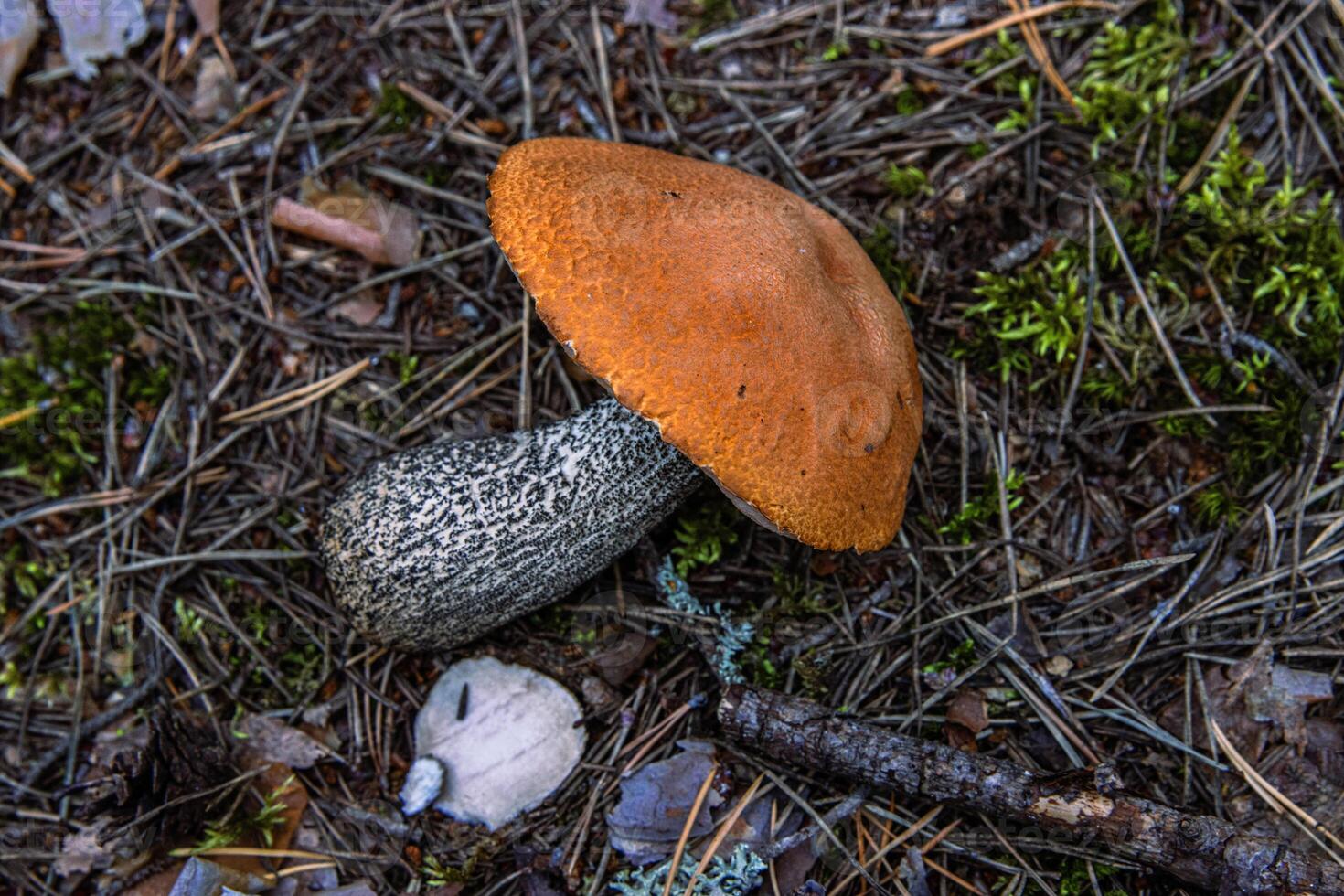 Freshly picked Wild Mushrooms. Leccinum fungi cut with the knife. Closeup of an orange capped boletus picked in the wild laying on the ground. Southern Finland, Hamina, Kymenlaakso. photo