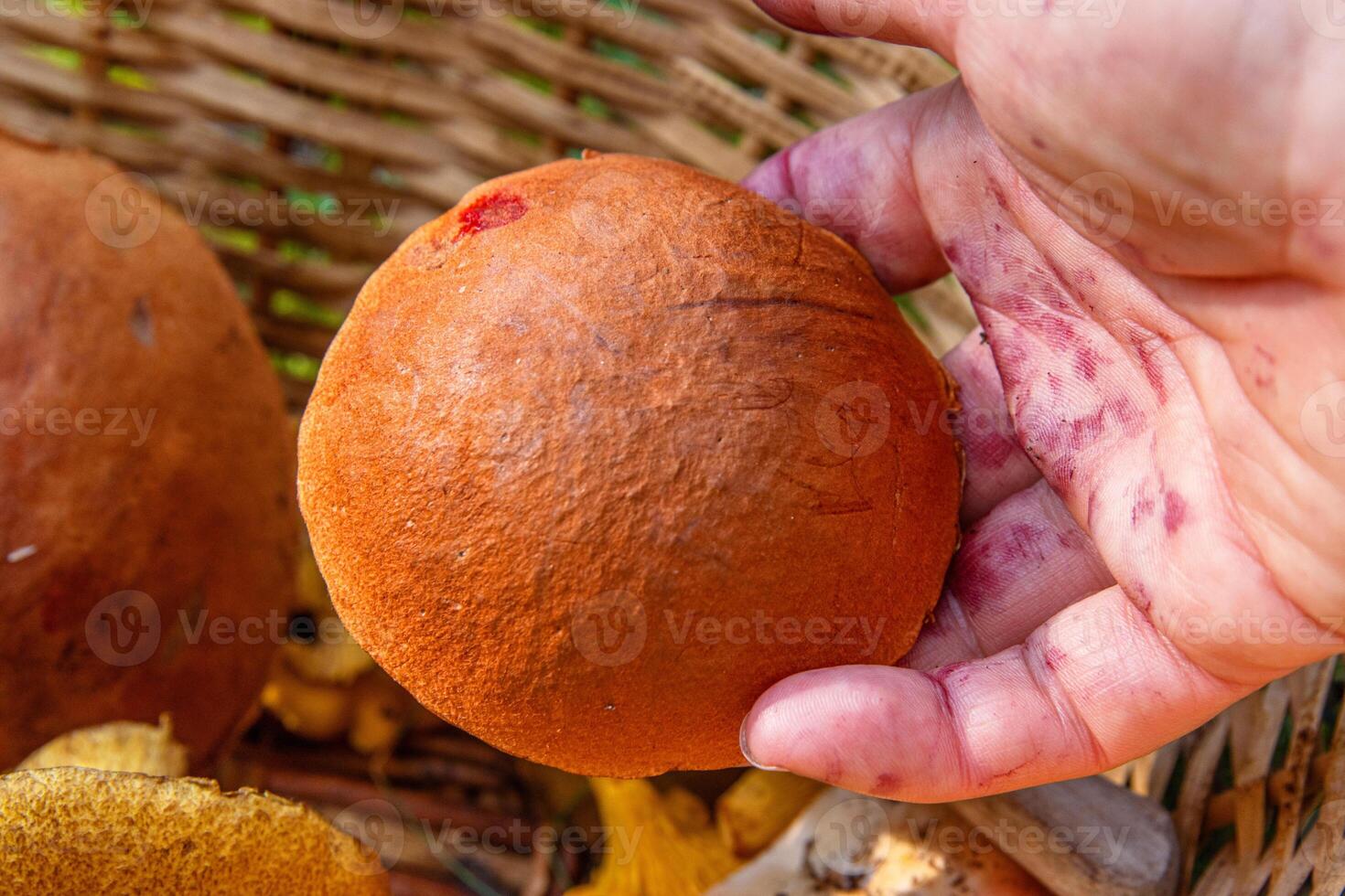 Closeup of a hand putting freshly picked wild forest orange-capped boletus and chanterelles mushrooms into a wicker basket. Southern Finland, Hamina, Kymenlaakso. photo