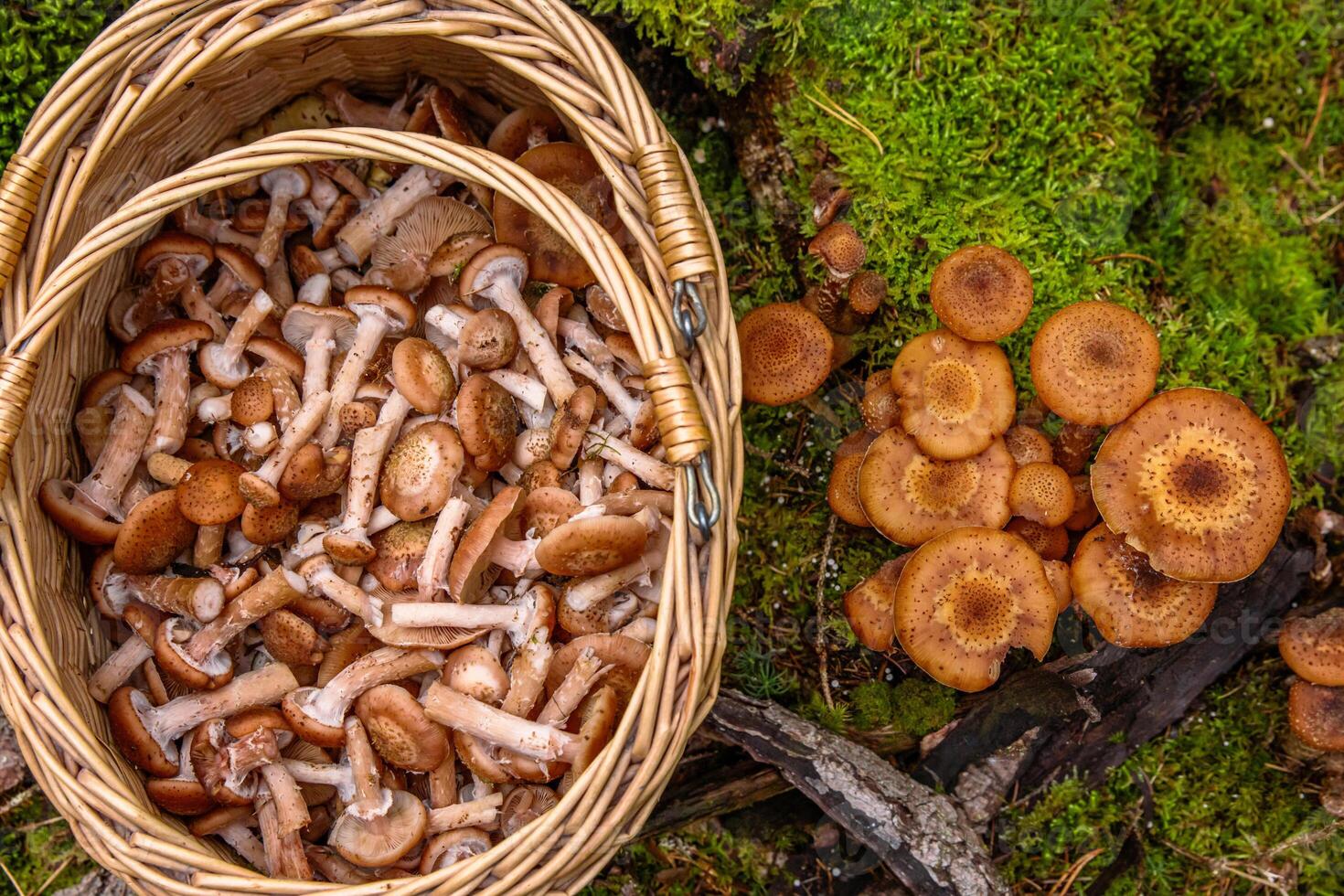 Armillaria mellea, honey fungus, is an edible basidiomycete fungus. Stump mushroom, stumpie, pipinky or pinky in wicker basket in nature in forest on the moss ground. Top view. Close up, macro. photo