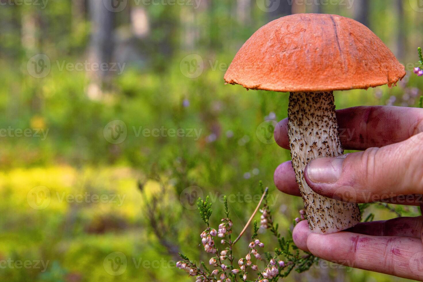 Hand holding an orange capped boletus mushroom freshly foraged from the wild forest. Closeup of an Leccinum fungi picked in the wild. Southern Finland, Hamina, Kymenlaakso. photo
