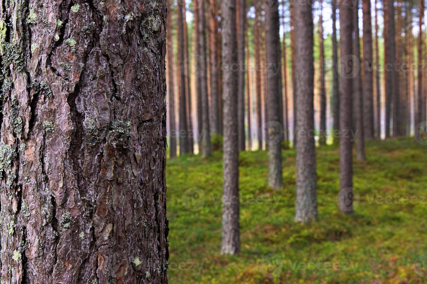 A peaceful pine forest with tall, straight tree trunks, perfect for nature lovers and forest photography. Pinus woodland. Southern Finland, Kymenlaakso, Hamina. Selective focus photo