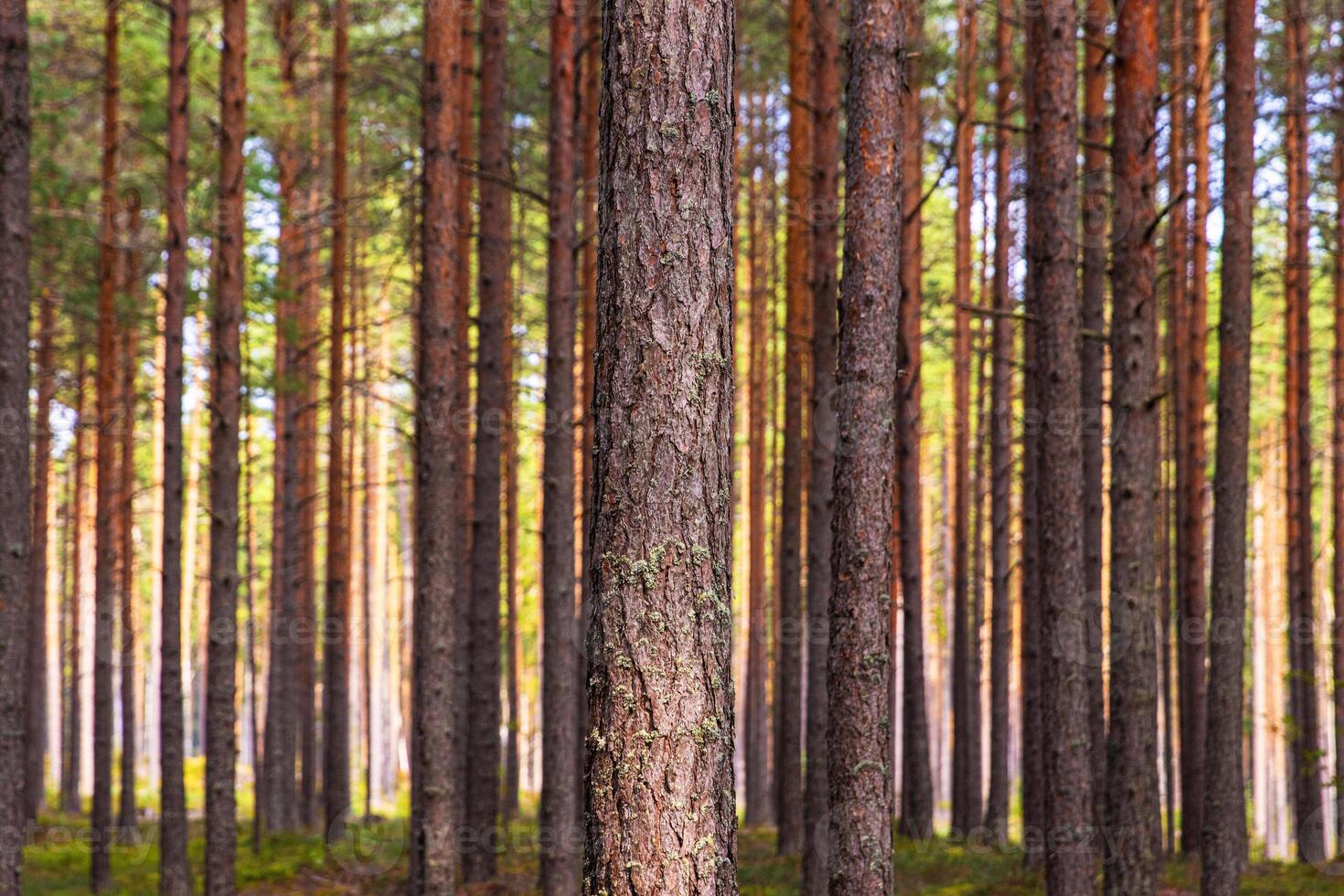 A peaceful pine forest with tall, straight tree trunks, perfect for nature lovers and forest photography. Pinus woodland. Southern Finland, Kymenlaakso, Hamina. Selective focus photo
