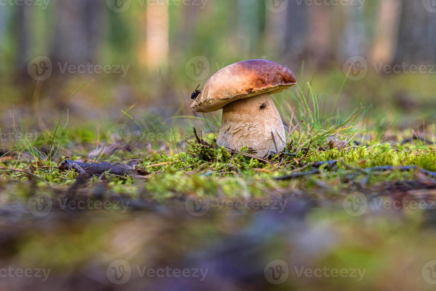 Closeup of a wild porcini mushroom growing in a Finnish forest. Boletus edulis fungus on a green moos floor. Southern Finland, Kymenlaakso, Europe. Copy space. Selective focus photo