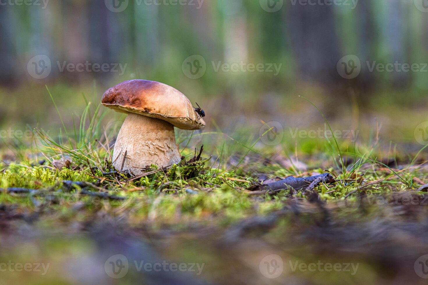 Closeup of a wild porcini mushroom growing in a Finnish forest. Boletus edulis fungus on a green moos floor. Southern Finland, Kymenlaakso, Europe. Copy space. Selective focus photo