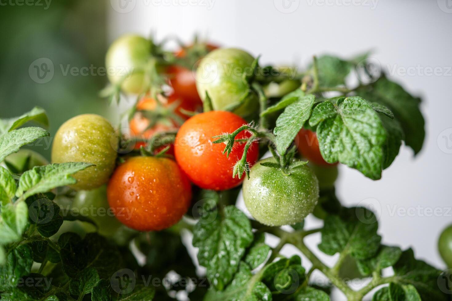 Closeup of ripe red cherry tomatoes first appear on branch of plant in pot at home. Domestic garden photo
