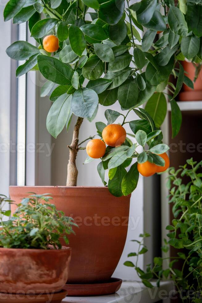 Tangerine tree with fruits in terracotta pot on windowsill at home. Calamondin citrus plant. photo