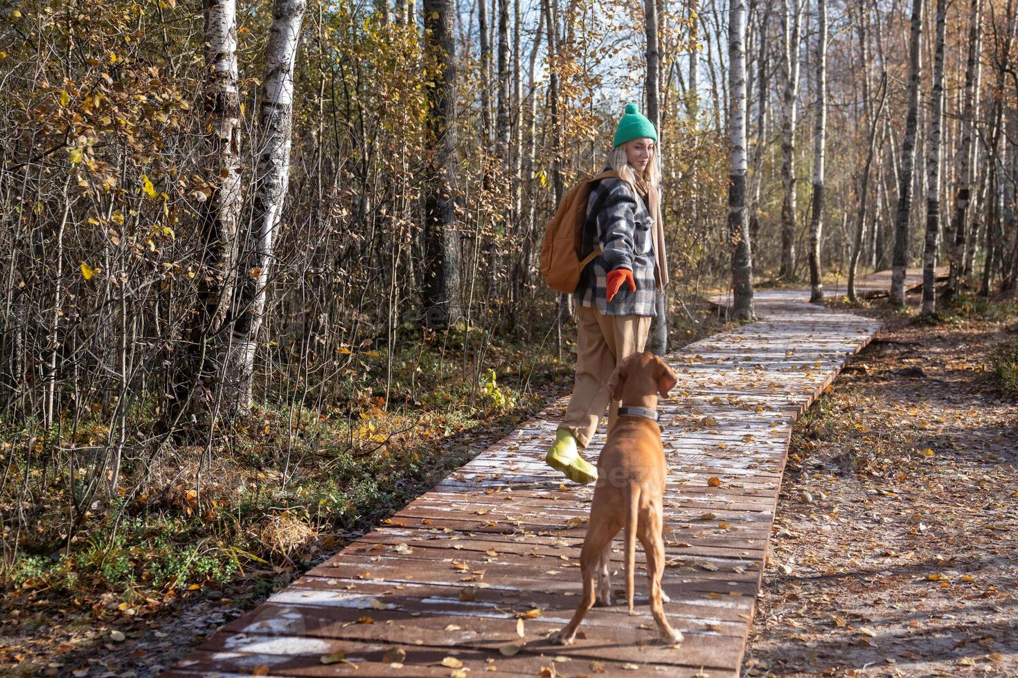 Woman tourist, pet lover walking with hound dog in warm sunny day, stopped waiting for puppy photo