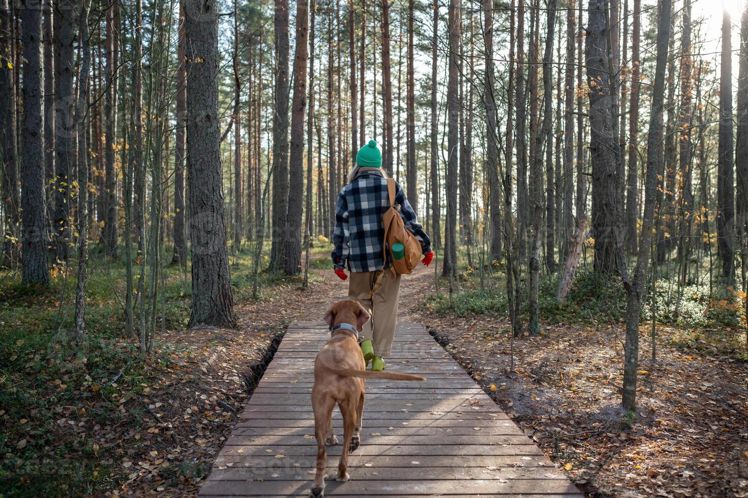 Tourist woman, pet owner walking with hound dog, recreating in autumn pine wood in warm sunny day photo