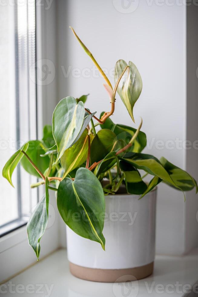 Philodendron Scandens Brasil plant in ceramic flowerpot on windowsill at home. photo