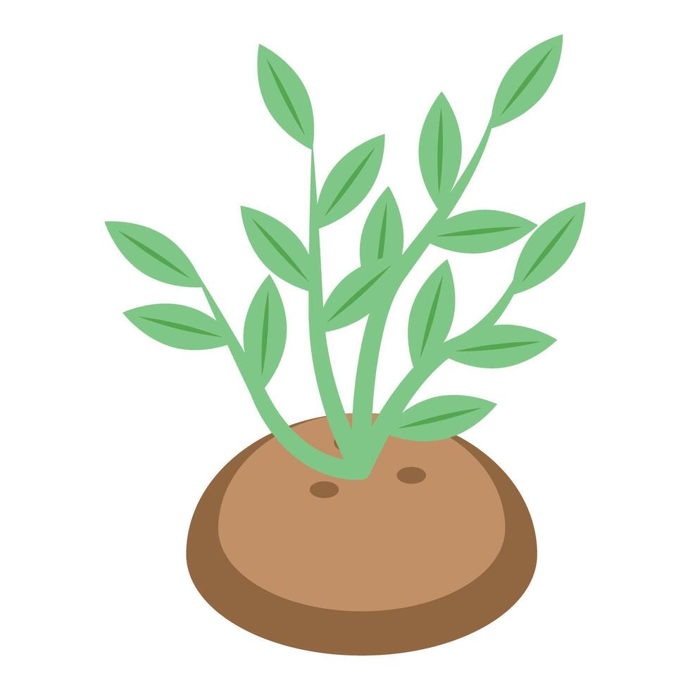 Sprouting potato plant growing from tuber with leaves vector