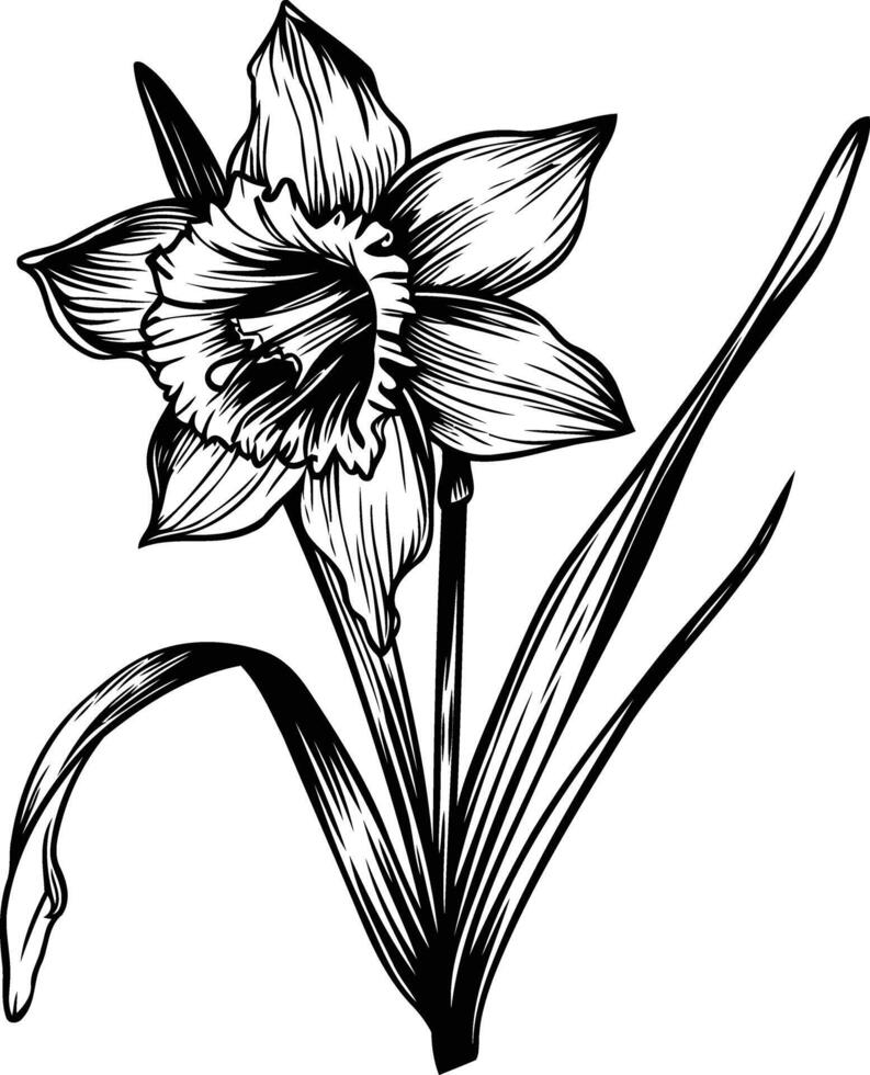 Daffodil flower black and white vector