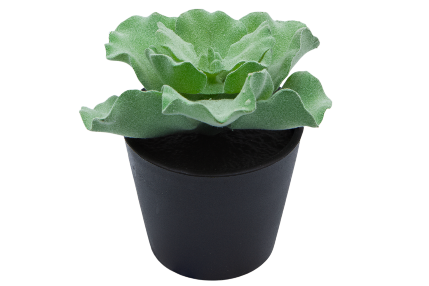 lettuce in a pot on transparent background png