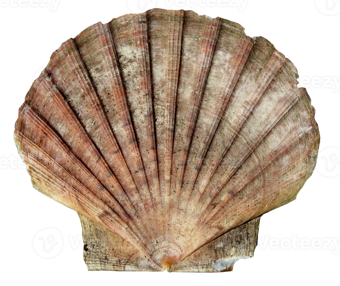 A single scallop shell or seashell cut out on a transparent background png