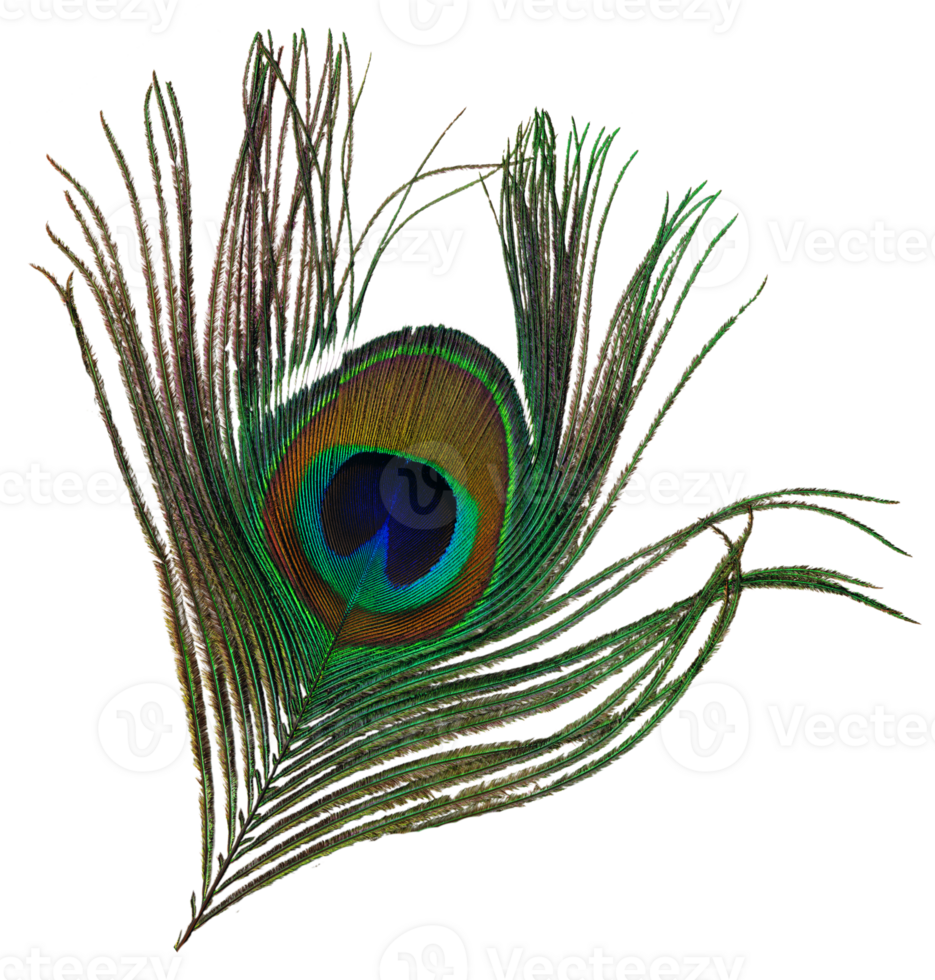 Peacock tail feather cut out on a transparent background. The top part is visible, with the eye. png