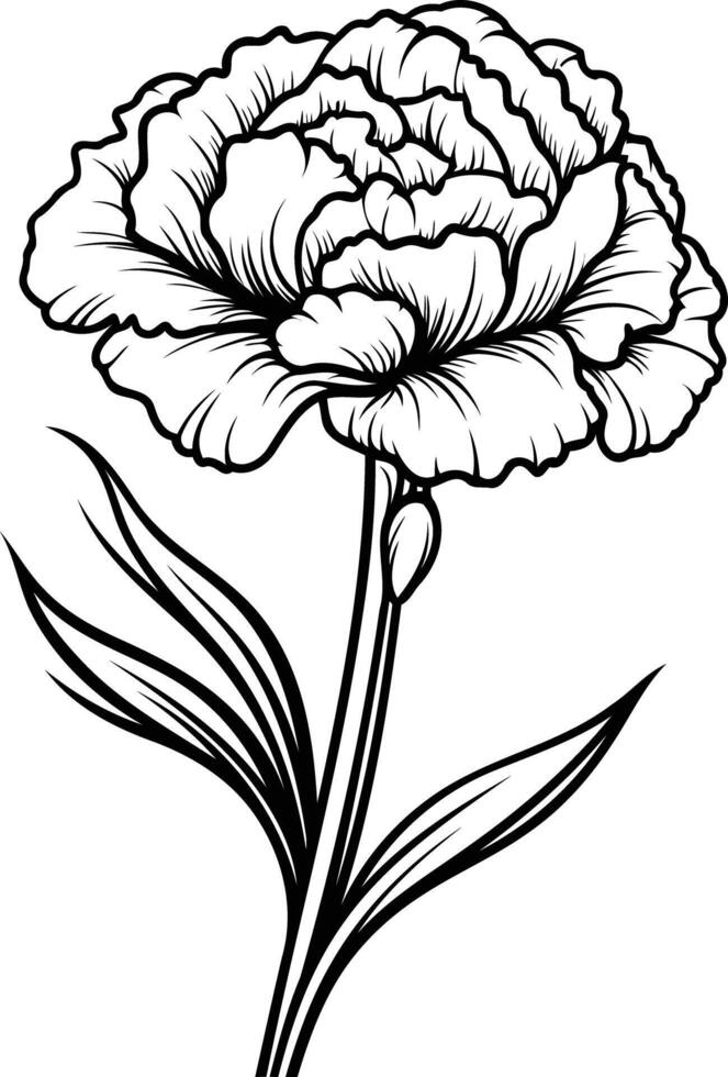 A black and white carnation flower on a white background vector
