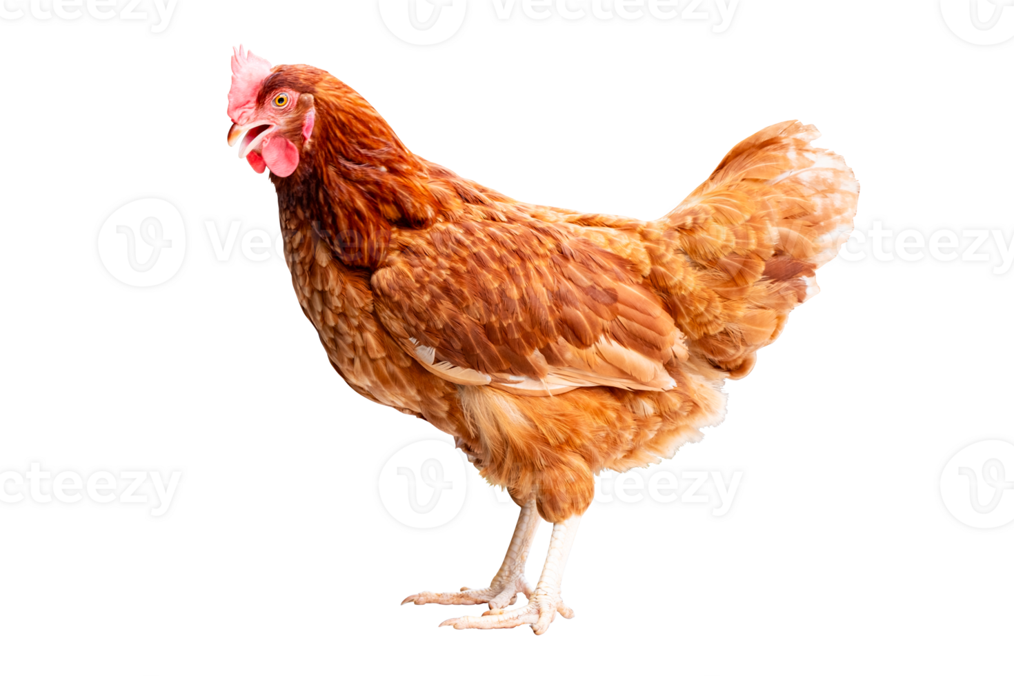 Chicken, Full body of brown chicken hen standing isolated on transparent background , Laying hens farmers concept. File png
