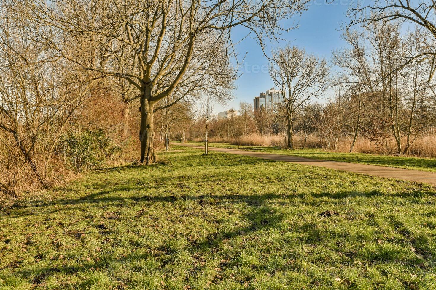 A path in a park with trees and grass photo