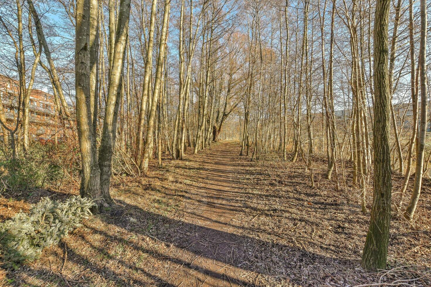 A path through a wooded area with trees photo