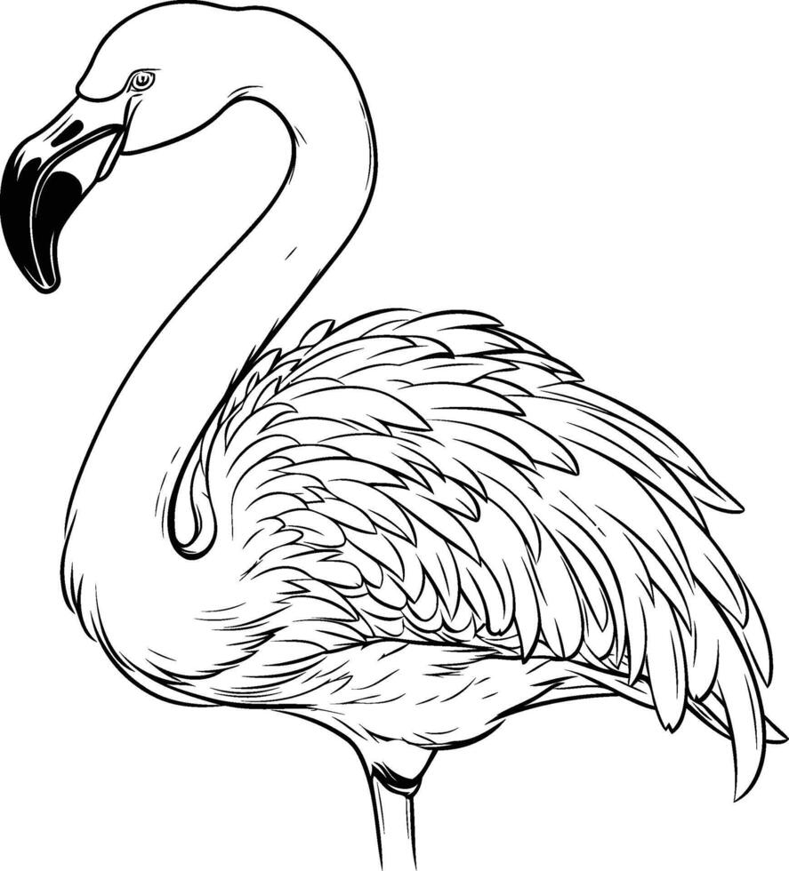 Flamingo coloring pages vector