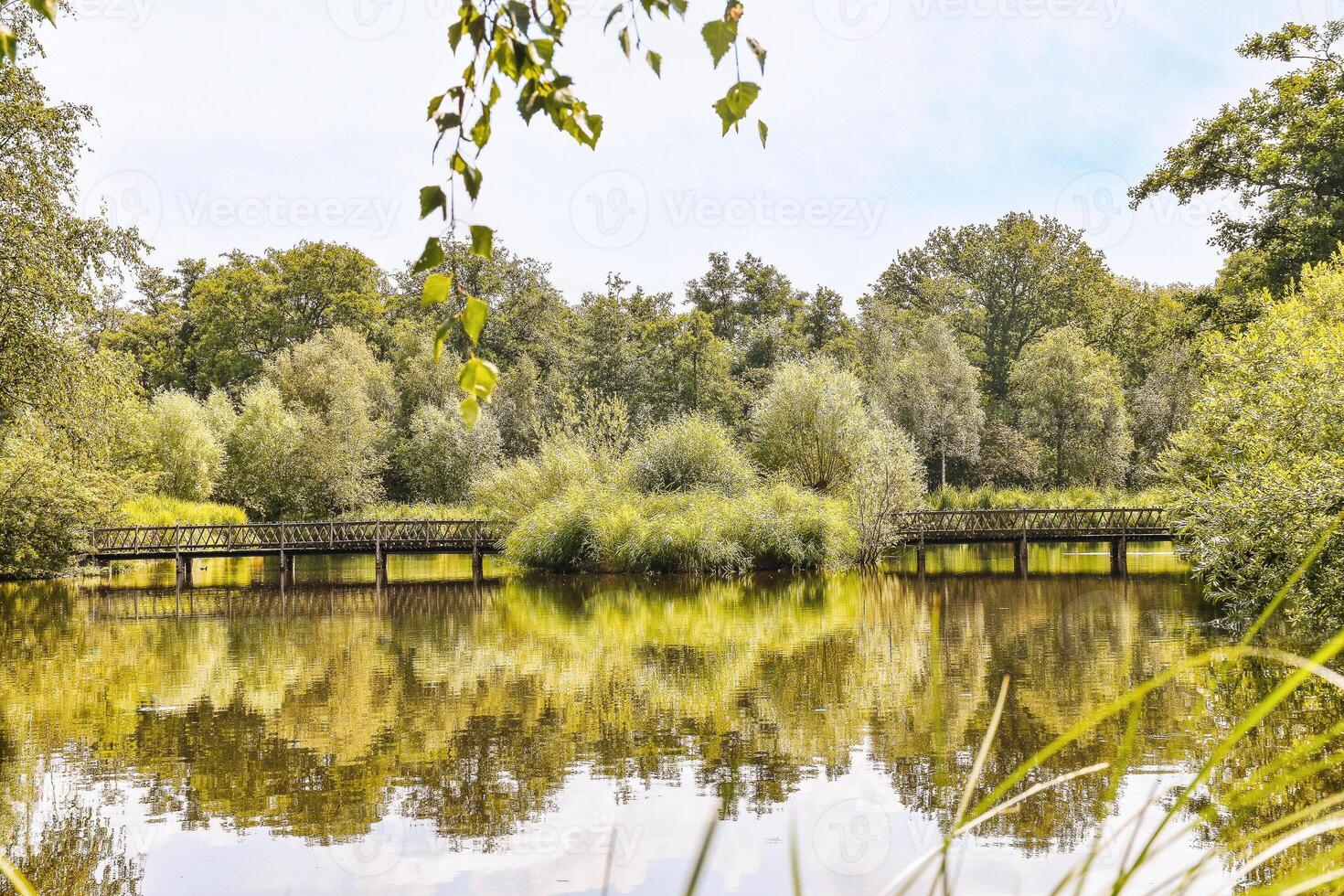 A bridge over a pond surrounded by trees photo