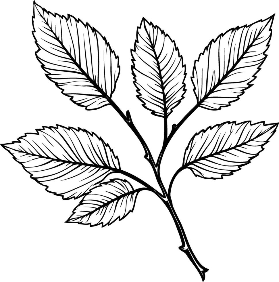 Black and white drawing of leaves vector
