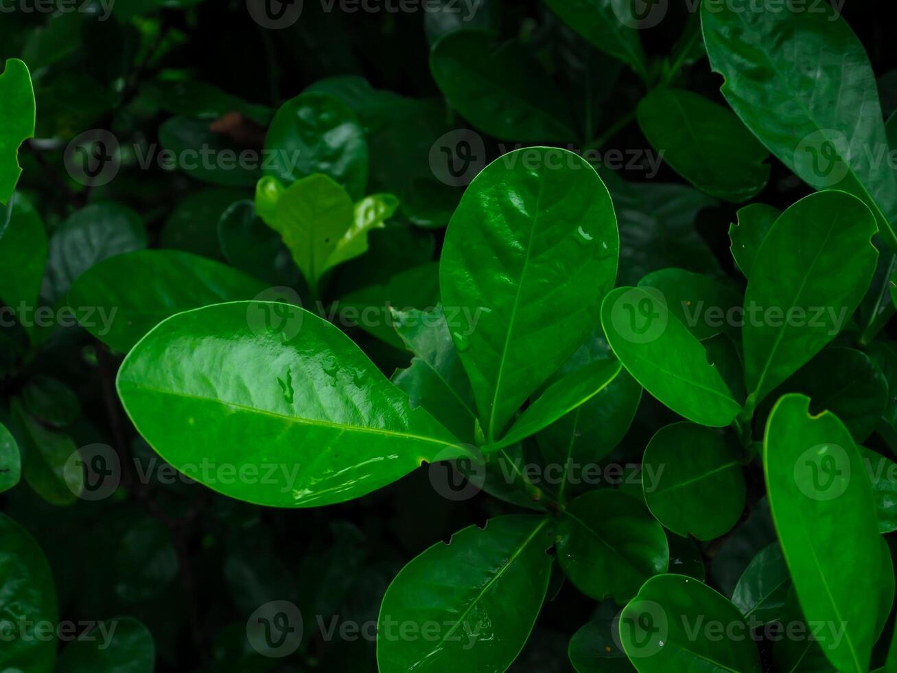 Fresh green leaves on rainy day for nature and environment background photo