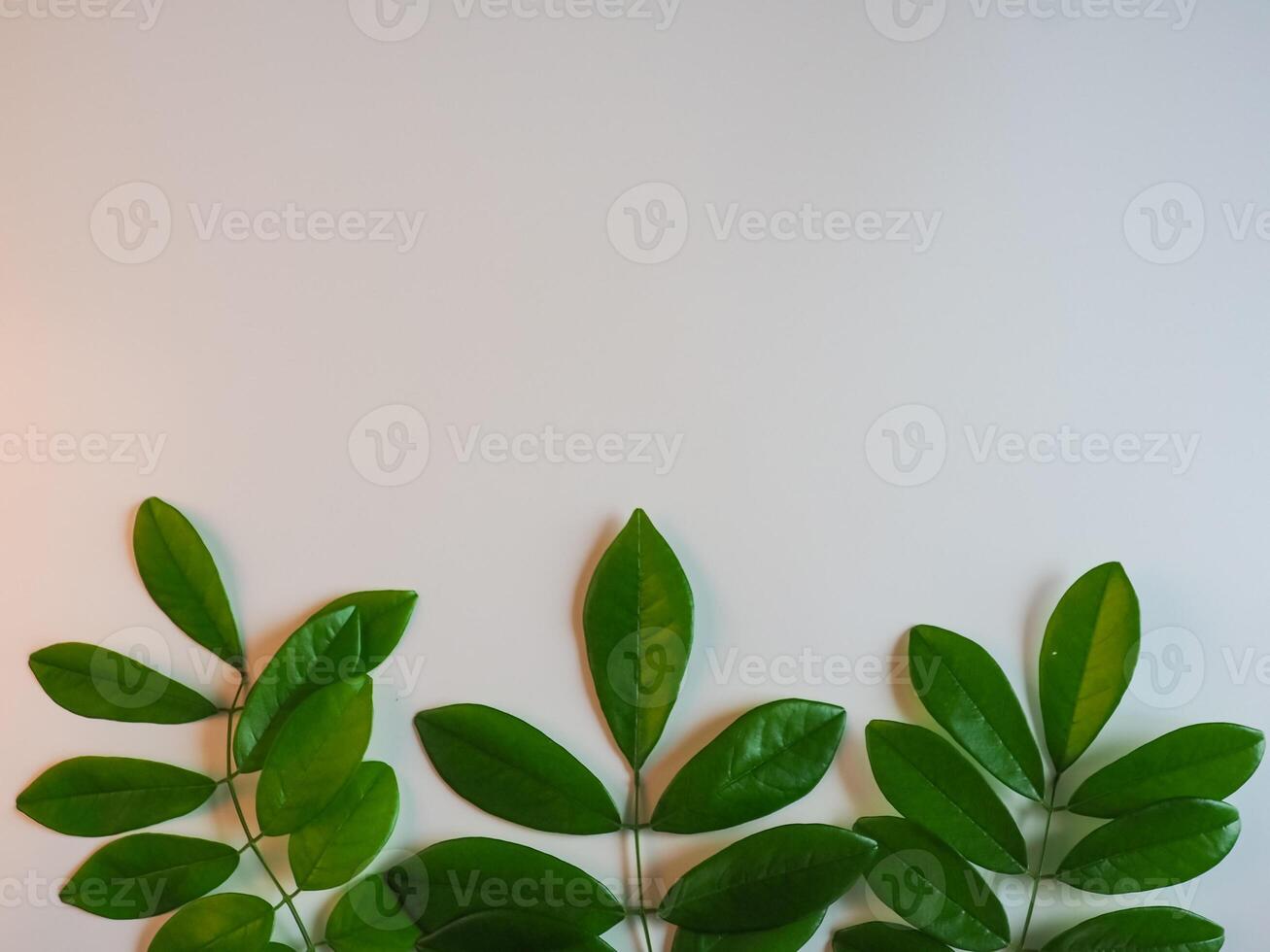 Fresh green leaf frame on white background for spring copy space. photo