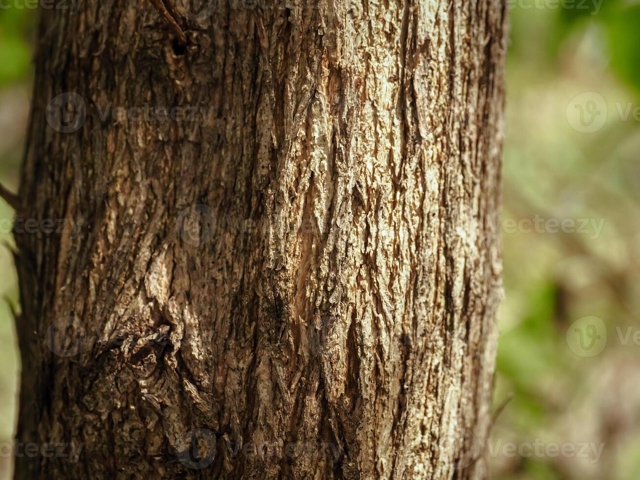 Tree bark texture in summer garden, close-up for natural background. photo