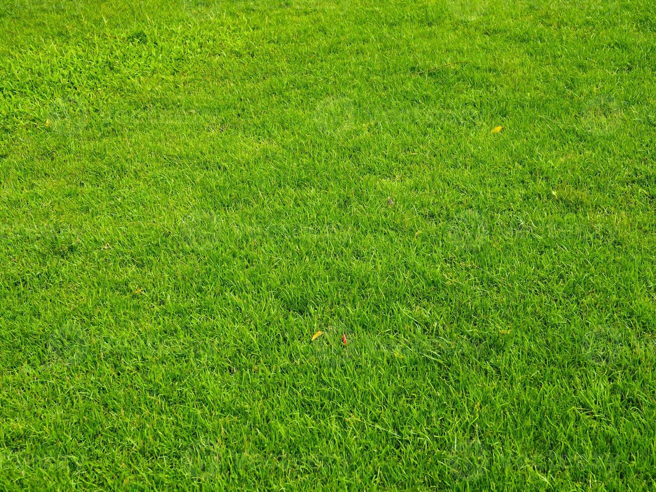 Fresh lawn texture at the garden for a natural background photo