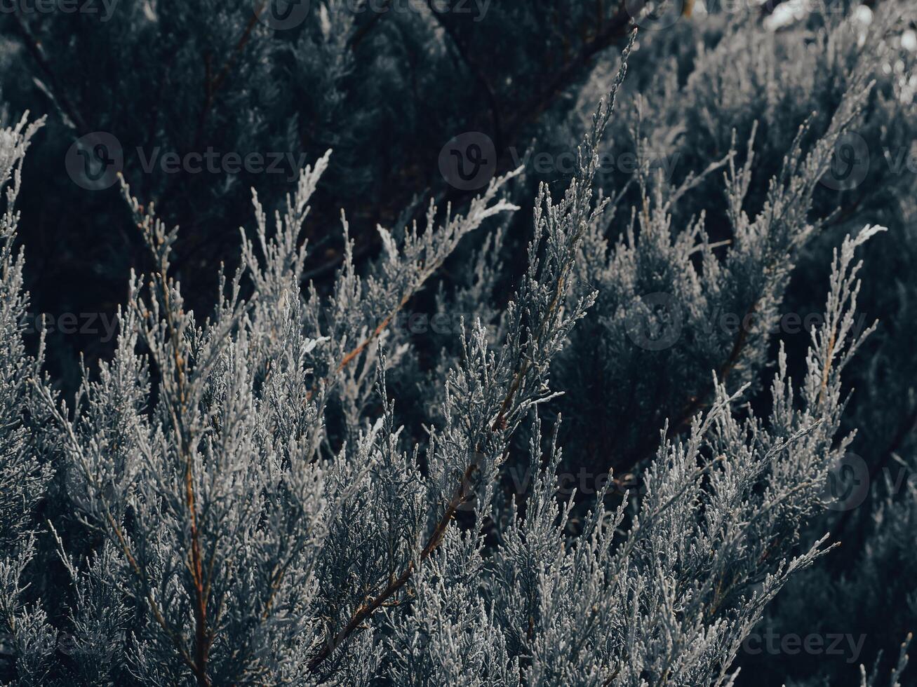 Close-up shot of creeping pine leaves in a mountain garden photo