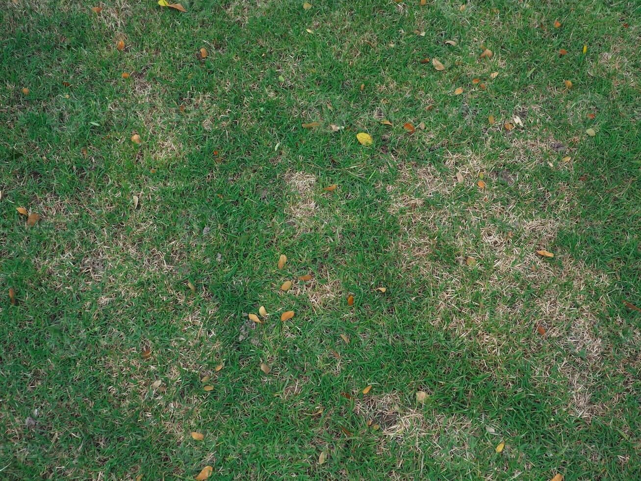 Green grass texture in the rainy season at the garden photo