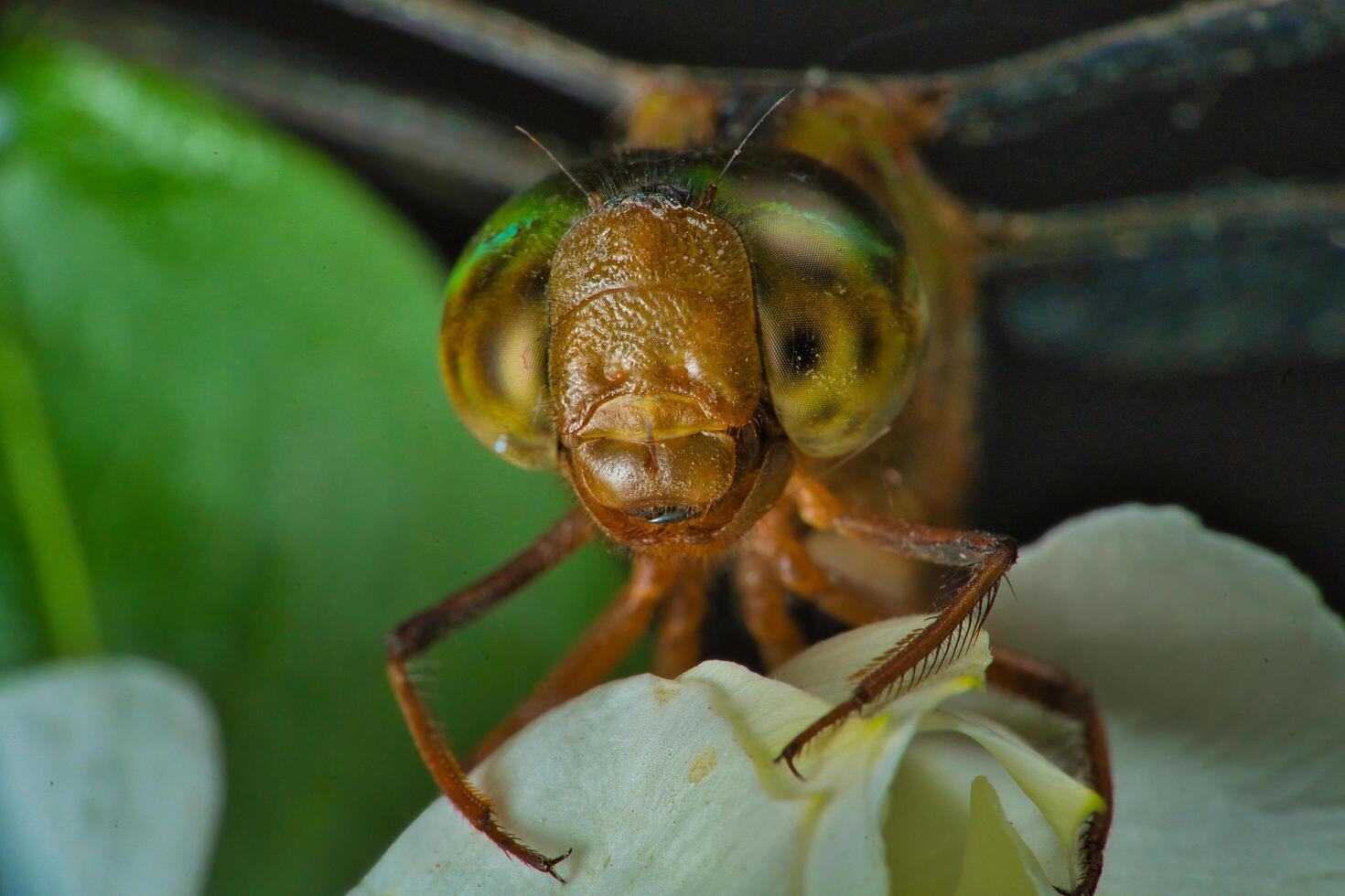 a dragonfly with green eyes and a yellow head photo