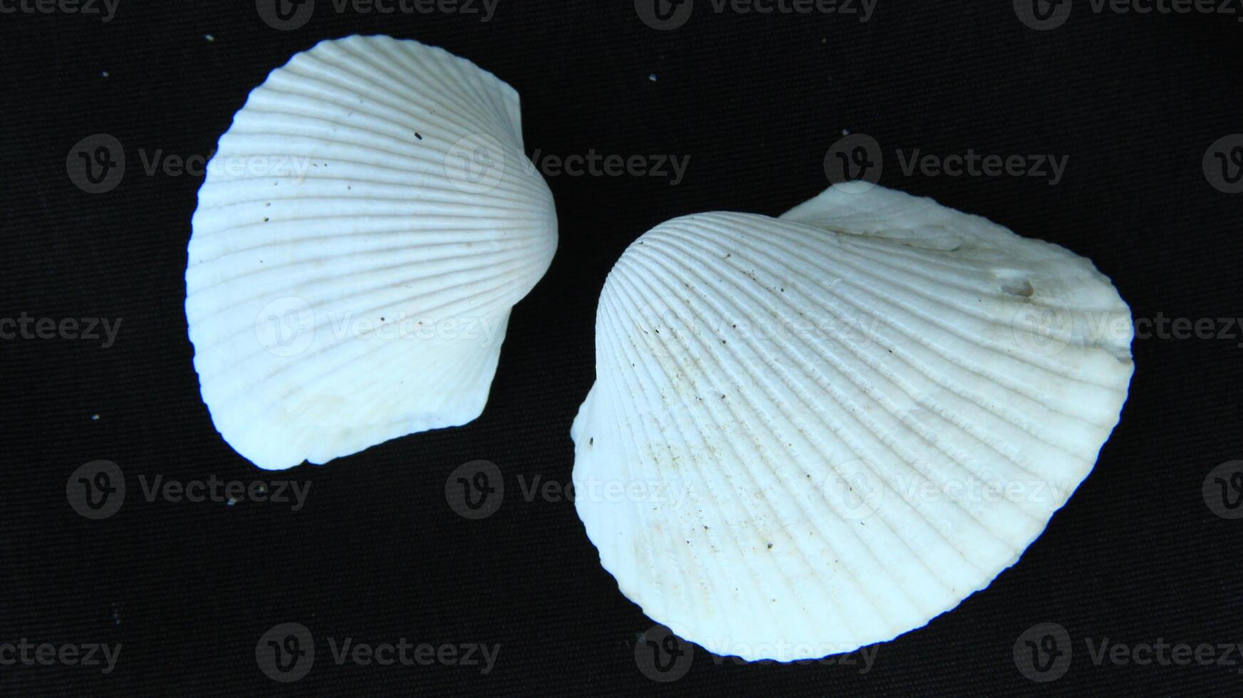 White clam shell on black background, close up photo