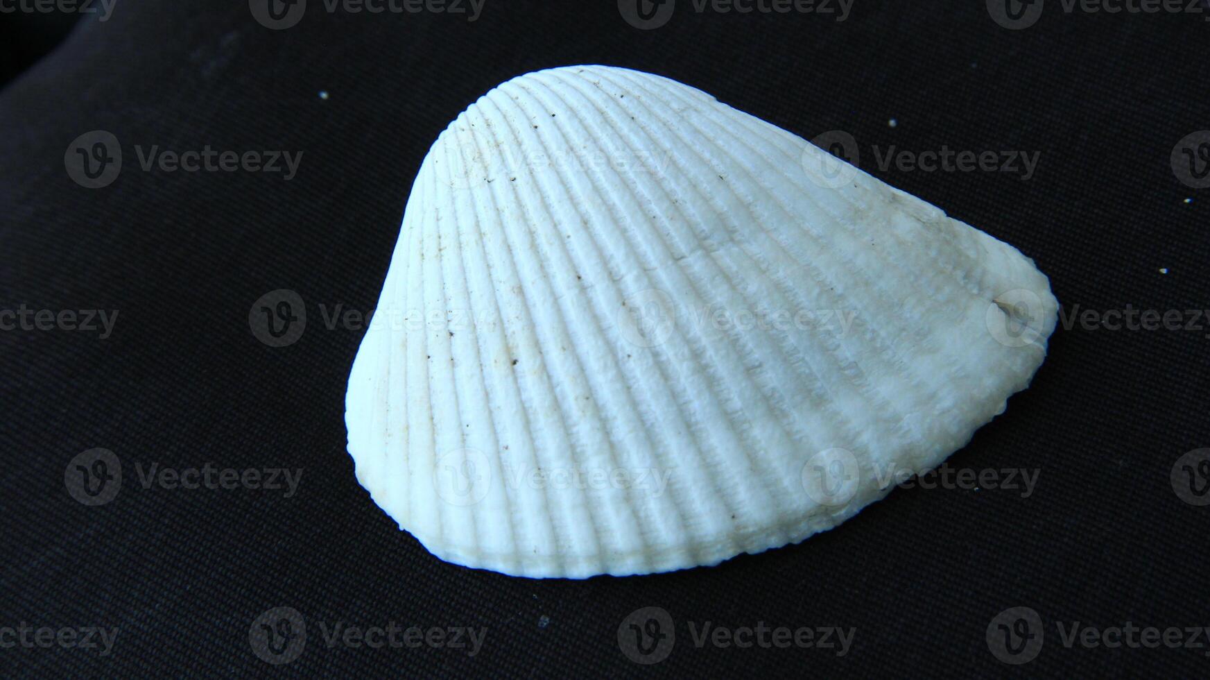White clam shell on black background, close up photo