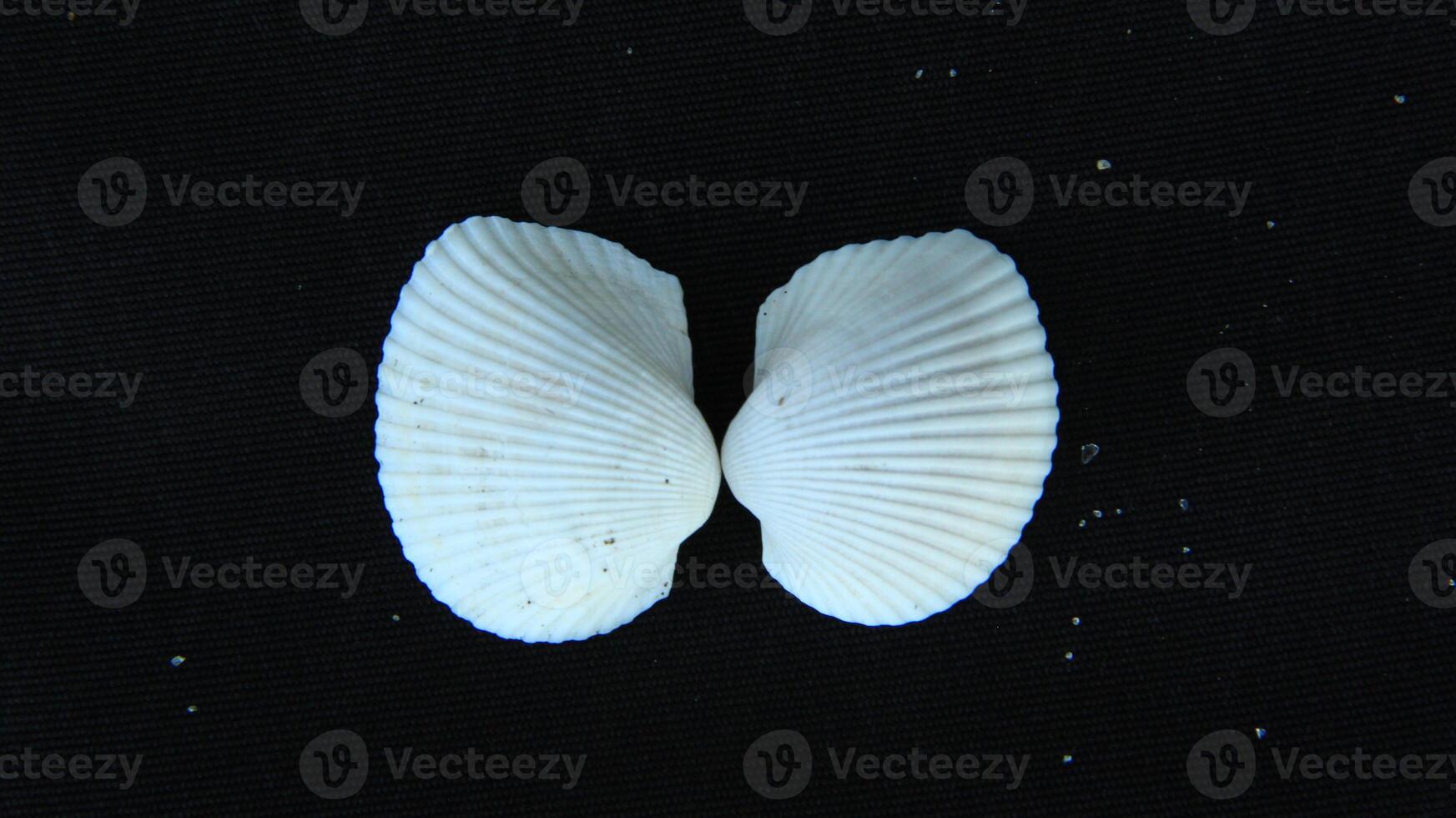 White clam shell on black background, close up photo