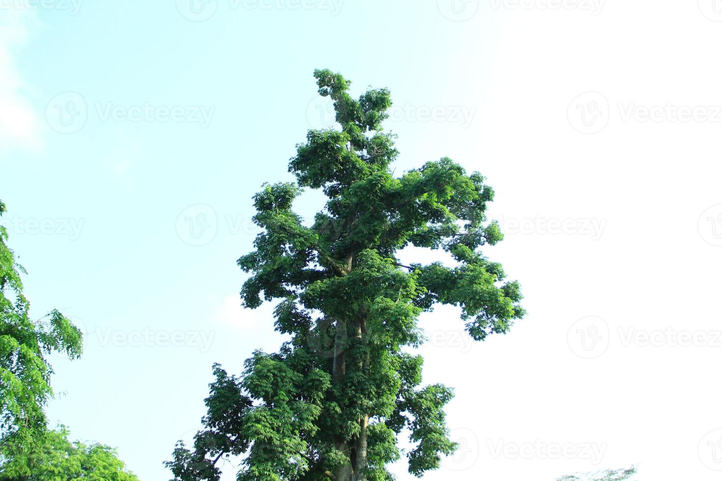 Ceiba pentandra or Kapok is also known as Javanese cotton, Javanese kapok, silk cotton or samauma which flowers and produces fine kapok photo