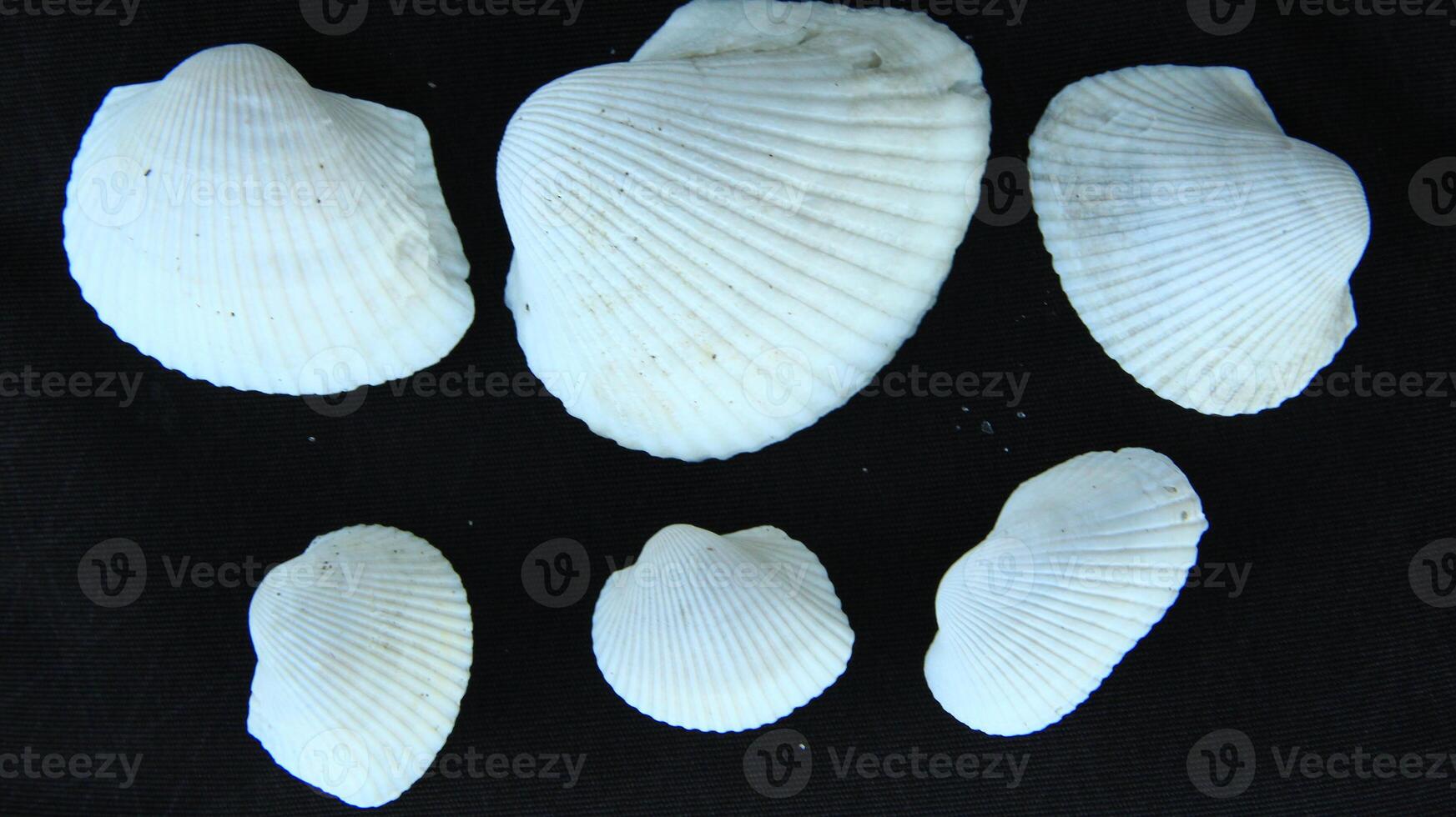 White clam shell on black background, close up photo