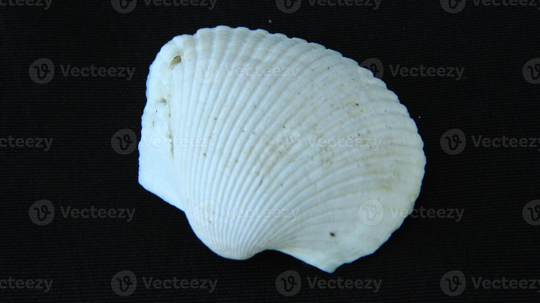 White clam shell on black background, close up photo