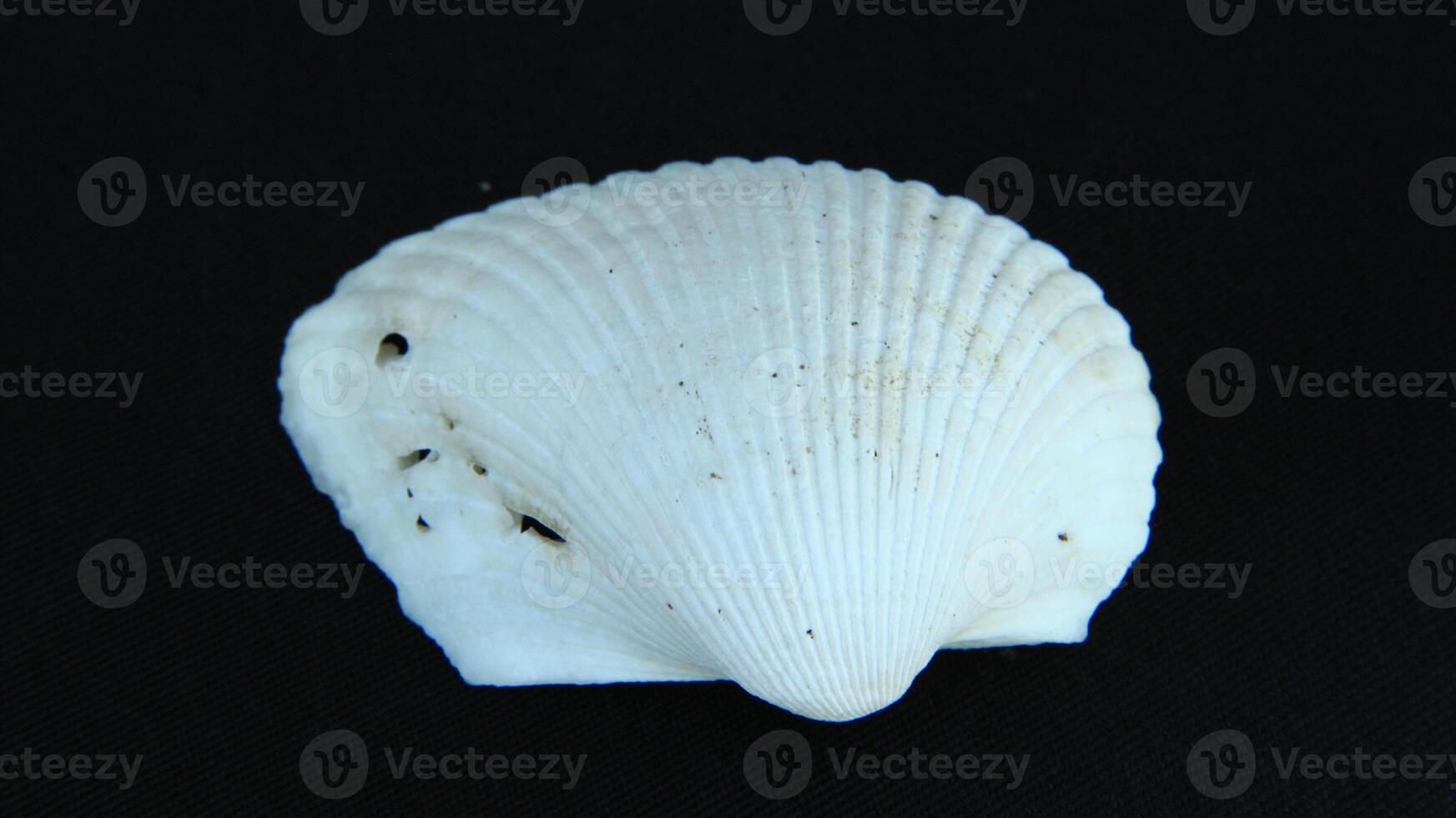 White clam shell on black background, close up photo