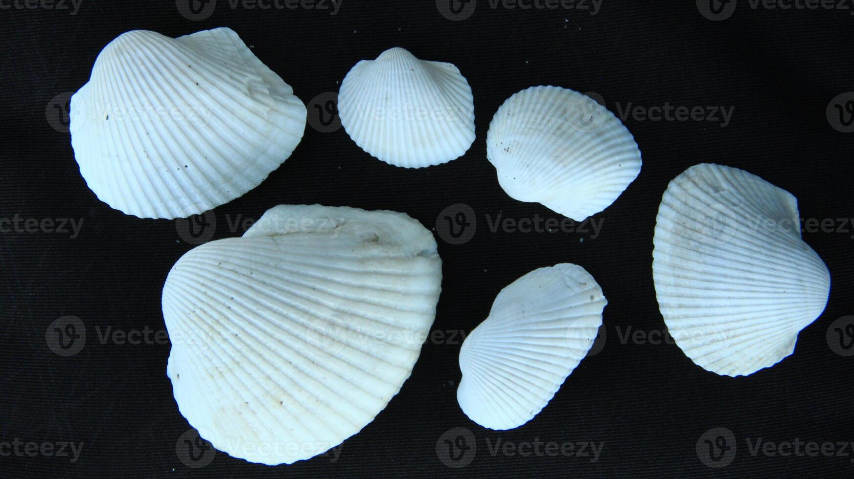 White clam shell on black background, close up photo