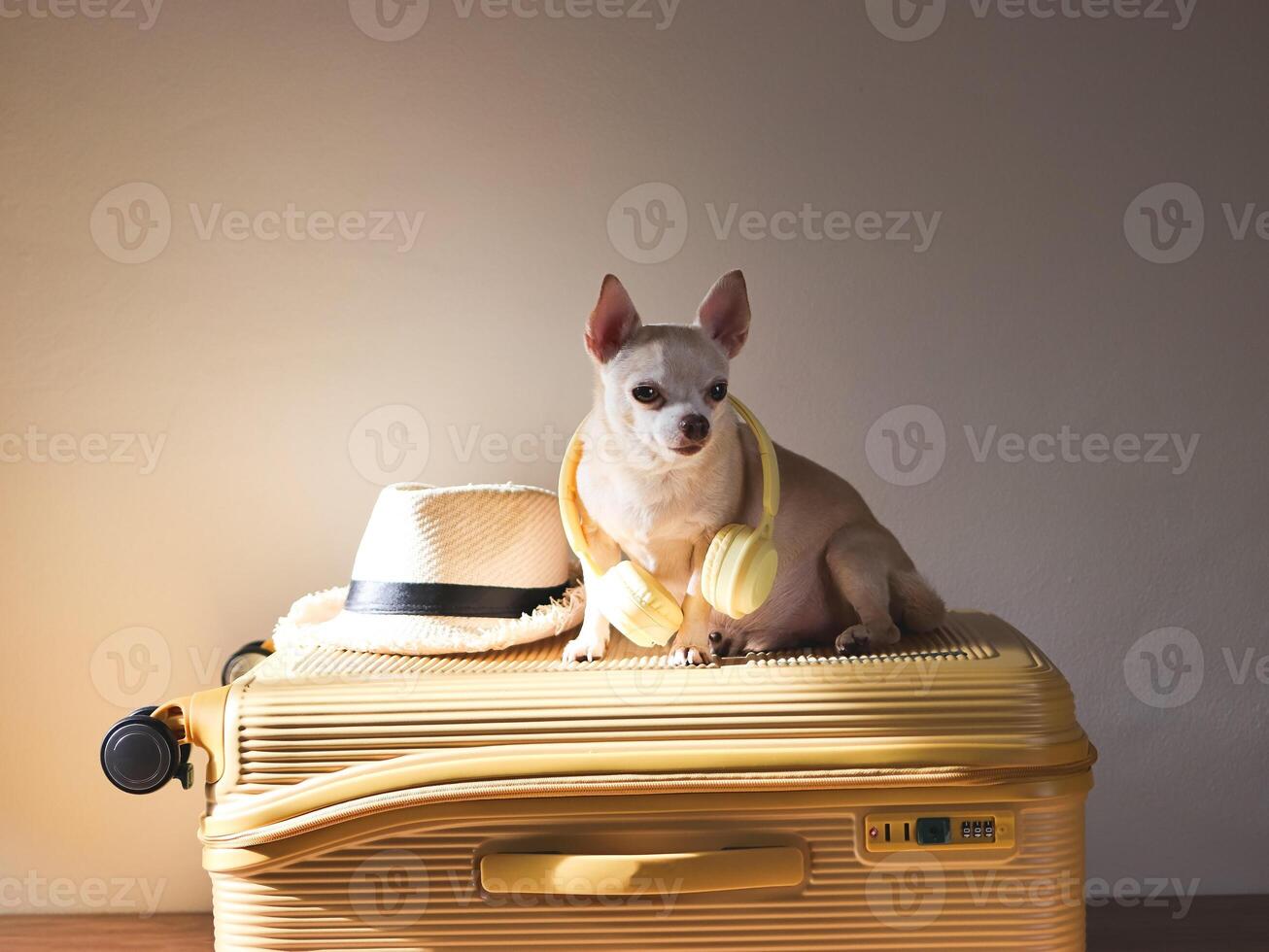 brown Chihuahua dog wearing yellow headphones around neck, sitting on yellow suitcase with straw hat. traveling with pet concept. photo