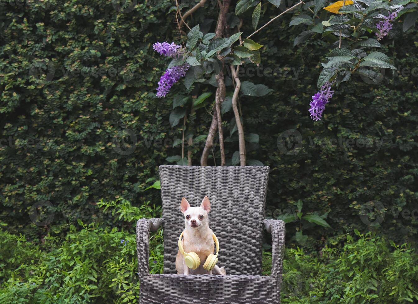 brown short hair Chihuahua dog wearing yellow headphones around neck sitting on gray rattan chair in the garden with Purple Wreath flowers. photo
