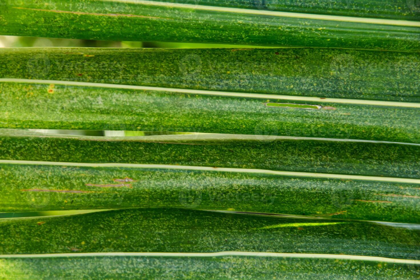 The structure of coconut tree leaves arranged to form a natural green background photo